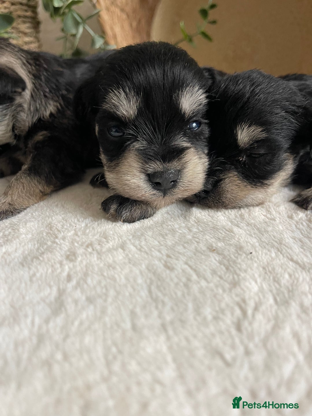 Miniature Schnauzer dogs for sale: STUNNING DNA TESTED MINI SCHNAUZER  - Advert 4