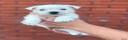 West Highland Terrier dogs for sale: West highland terrier puppies  - Advert 22