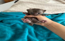 British Shorthair cats for sale: Chocolate brown British shorthair kittens  - Image 7