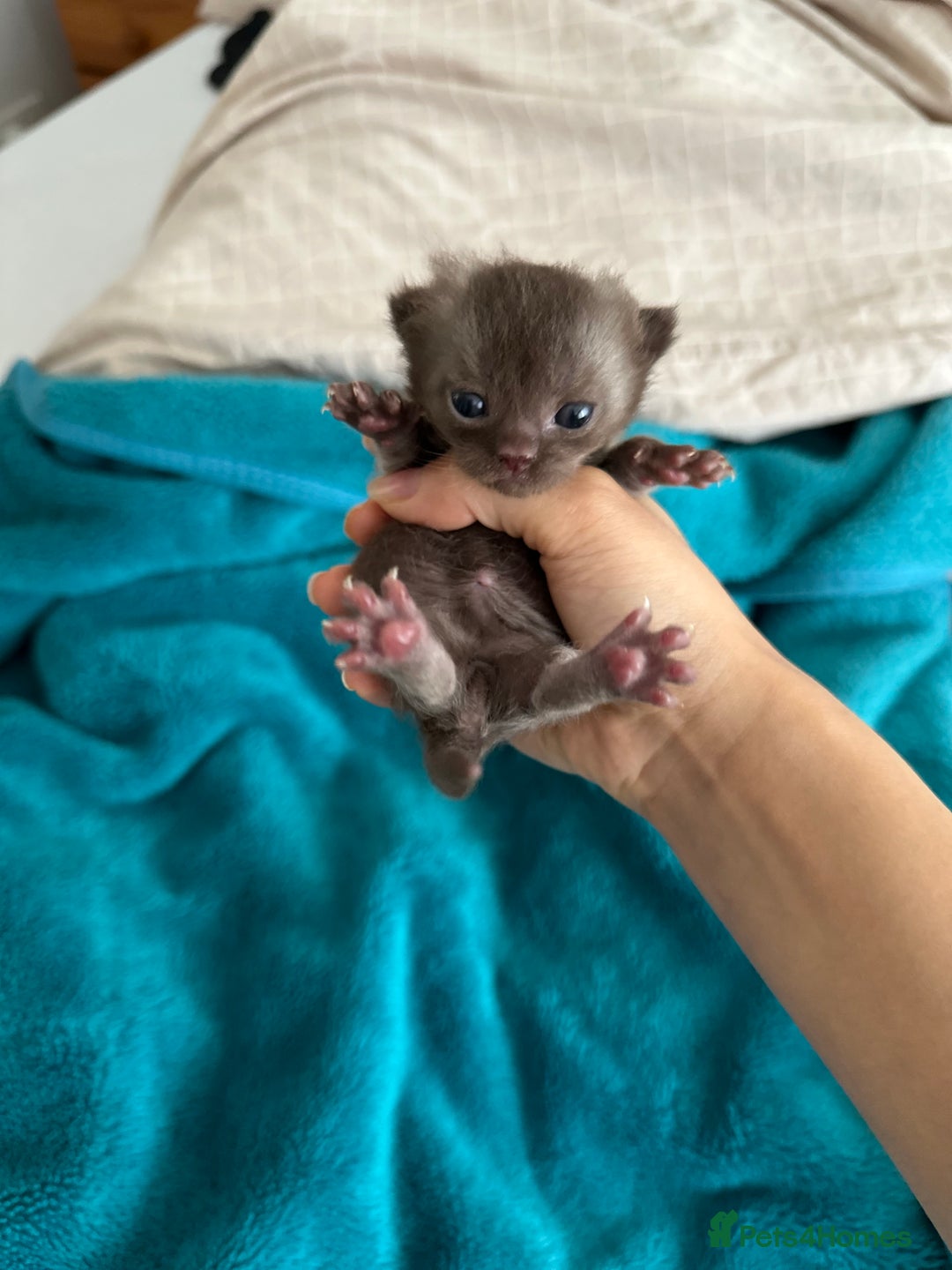 British Shorthair cats for sale: Chocolate brown British shorthair kittens  - Image 7