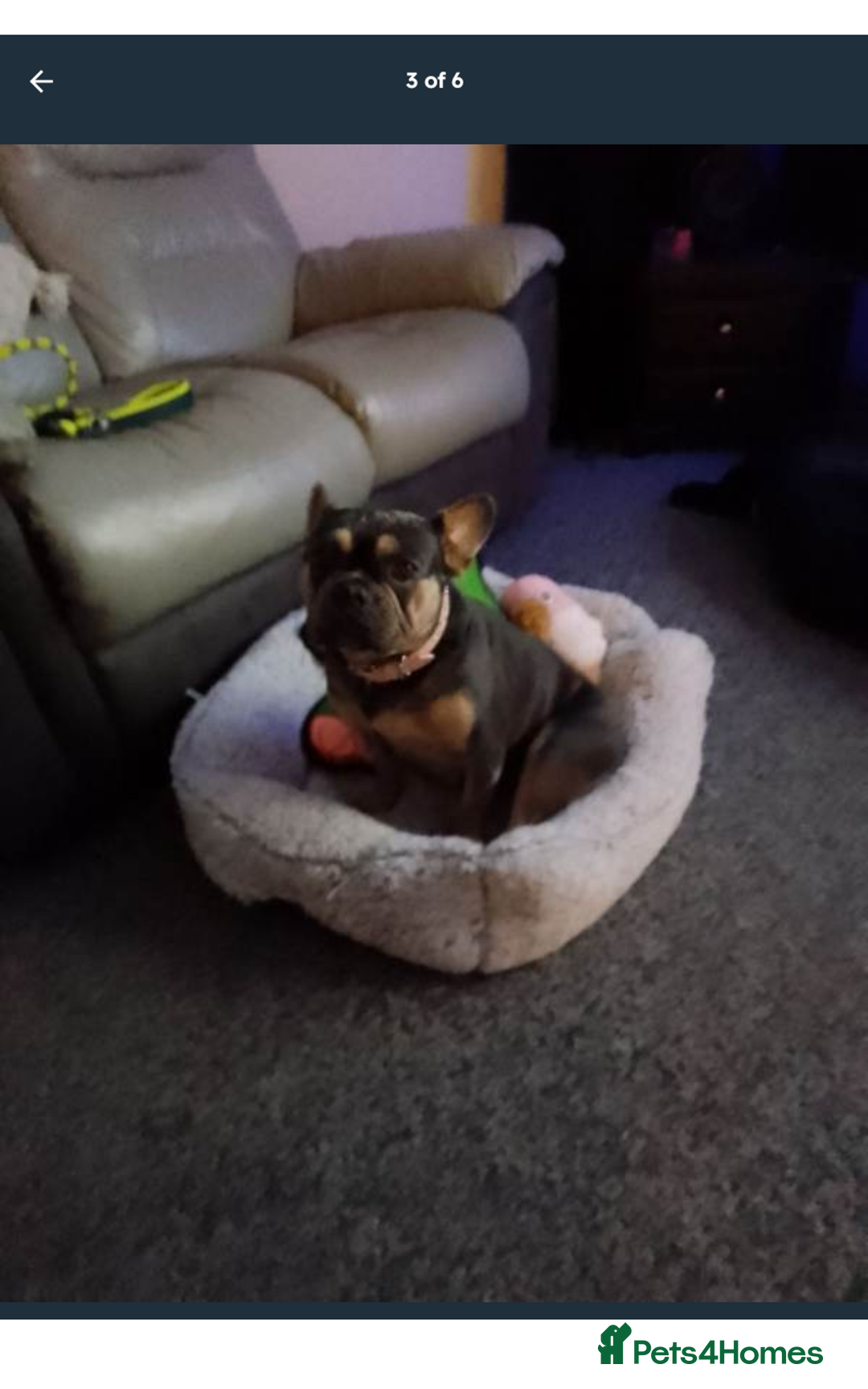 French Bulldog dogs for sale: French bulldog  - Advert 4