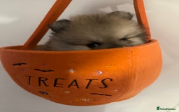 Pomeranian dogs for sale: ✨🐶SPECIAL SMALL SKY🩵BLUE 👀 POMS🐶✨ - Image 16