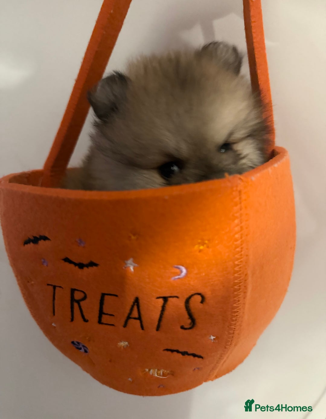 Pomeranian dogs for sale: ✨🐶SPECIAL SMALL SKY🩵BLUE 👀 POMS🐶✨ - Image 16