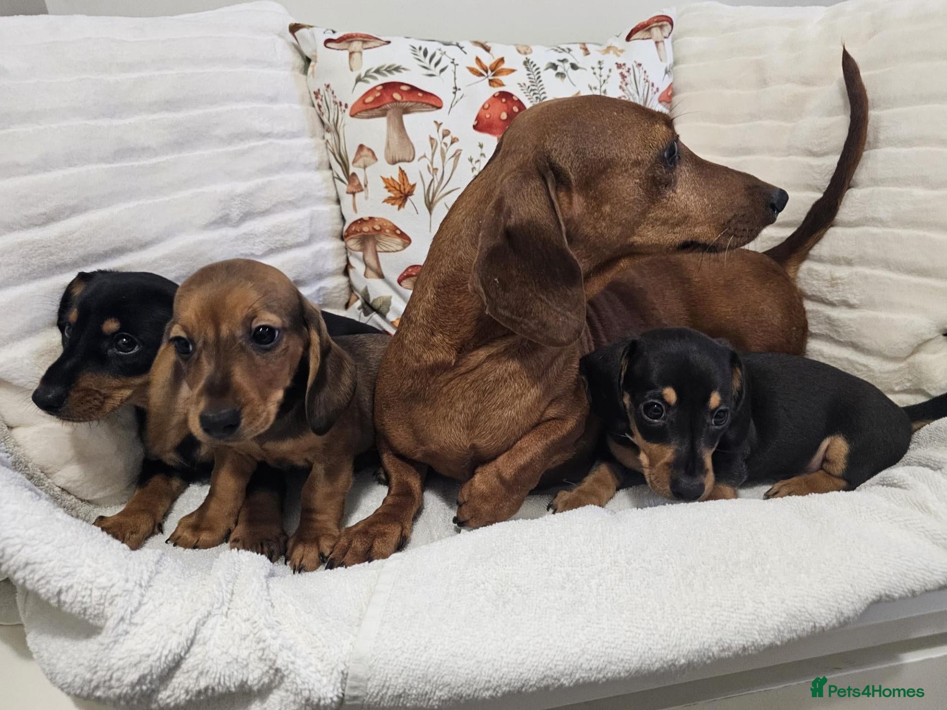 Dachshund dogs Cheeky little Dachshund boy puppies  - Advert 16