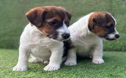 Jack Russell dogs for sale: Two Tri docked pure breed broken coated girl - Image 4