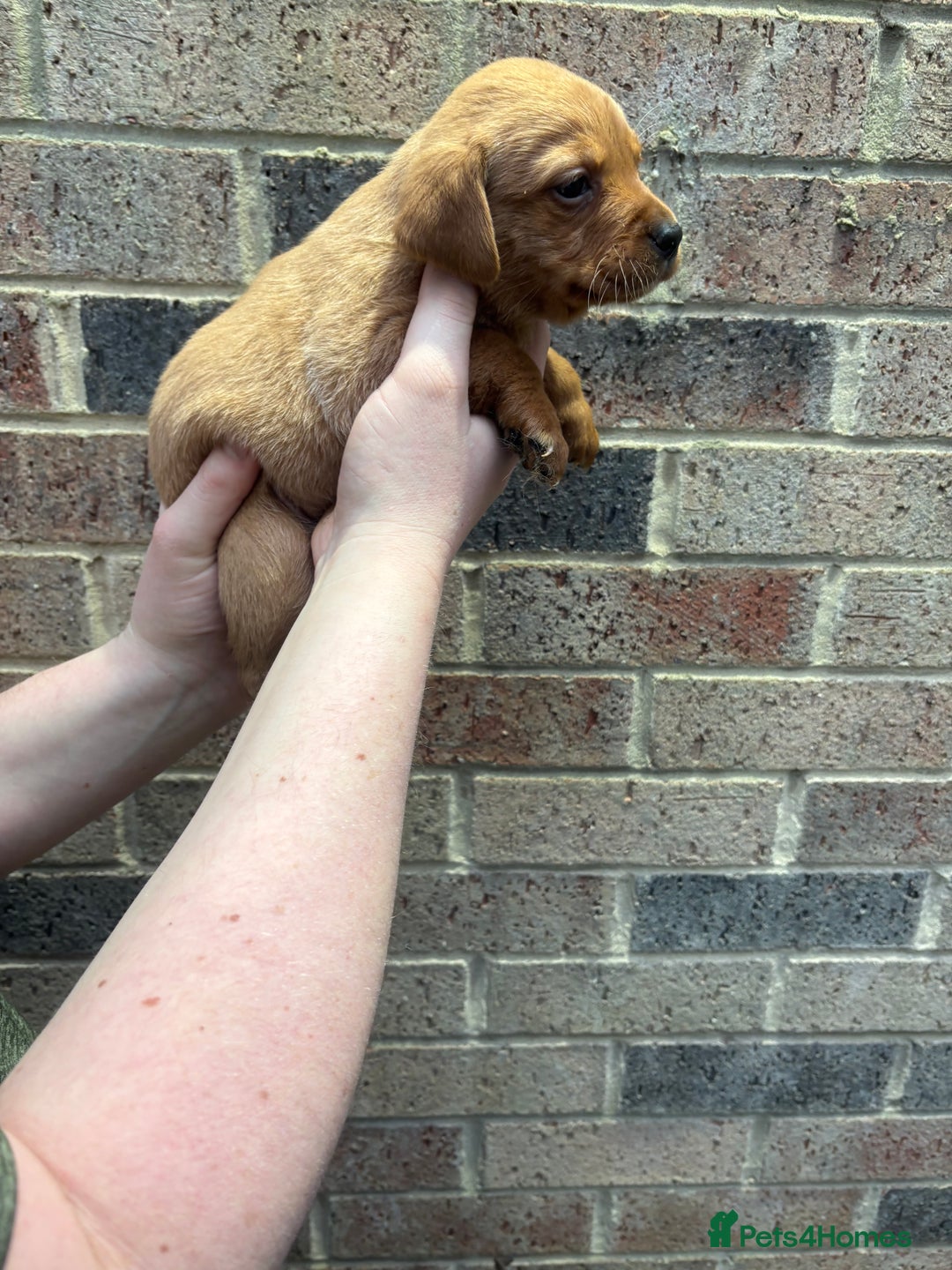Labrador Retriever dogs for sale: Kc fox red Labrador puppies 4 boys ready to go  - Advert 10