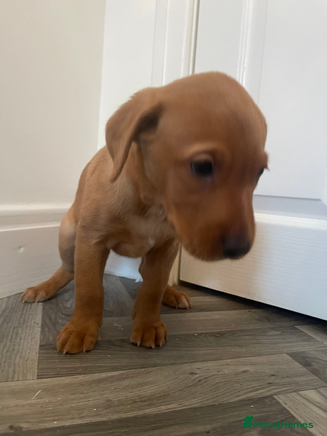 Labrador Retriever dogs for sale: Red Fox Labrador Puppies  - Image 6