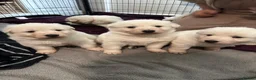 White Swiss Shepherd dogs for sale: gorgeous European line pups - Advert 5