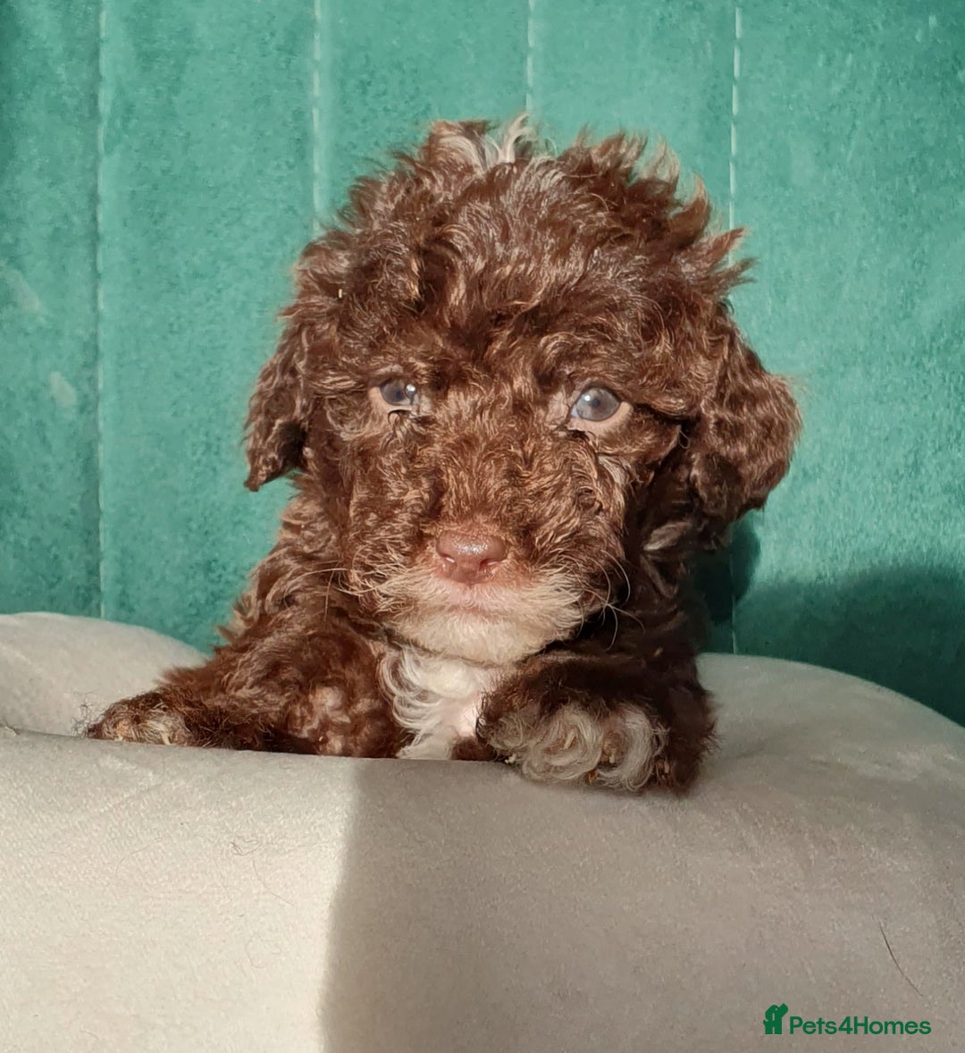 Miniature Poodle dogs for sale: Miniature poodle  - Advert 4