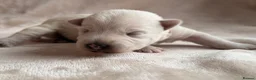 West Highland Terrier dogs for sale: West highland Terrier puppies for sale - Advert 5