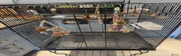 Budgerigars birds for sale: Two young budgies and full set up  in Stroud - Advert 9