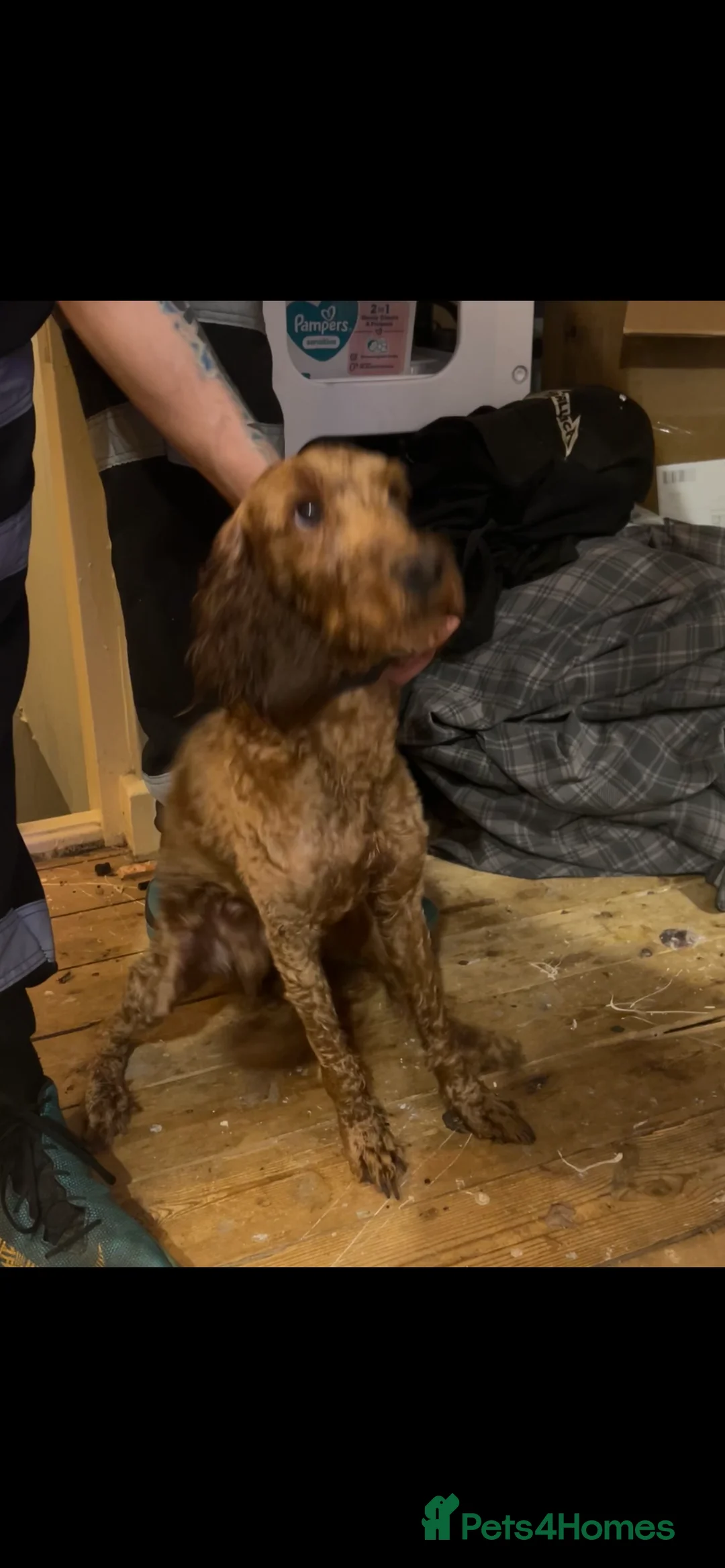 Cockapoo dogs for sale: Waffles - Advert 5