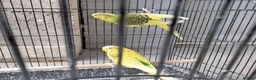 Budgerigars birds for sale: Beautiful 2x male budgies with Extra large Cage in London - Advert 4