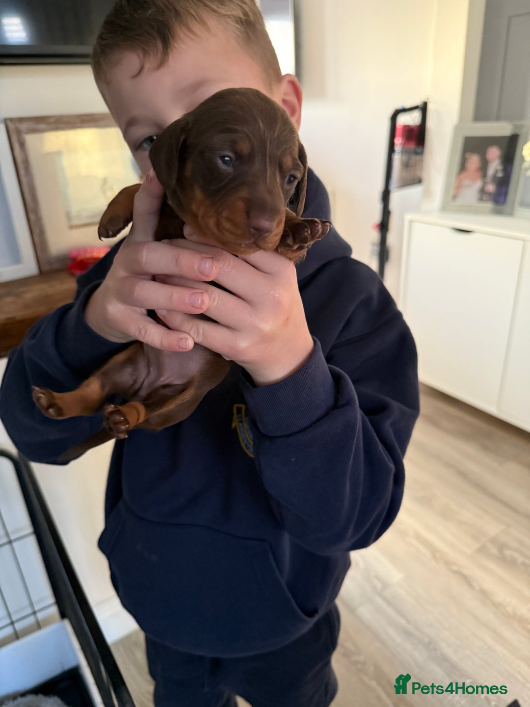 Miniature Dachshund dogs for sale: Miniature dachshund puppies. KC REG, PRA CLEAR 🥰 - Advert 14