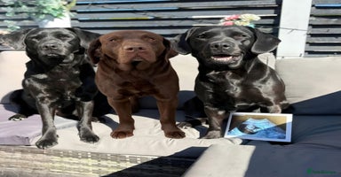 Labrador Retriever dogs - Advert 3