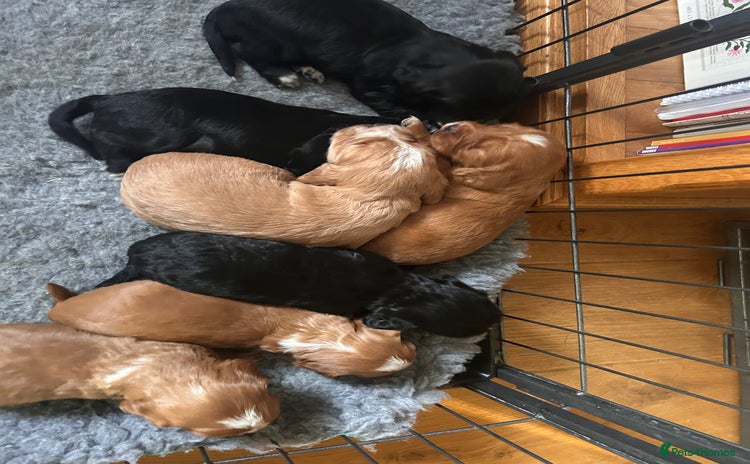 Cocker Spaniel dogs - Advert 3