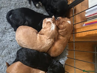Cocker Spaniel dogs Beautiful working cocker spaniel puppies - Advert 13