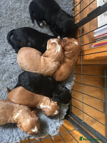 Cocker Spaniel dogs - Advert 3