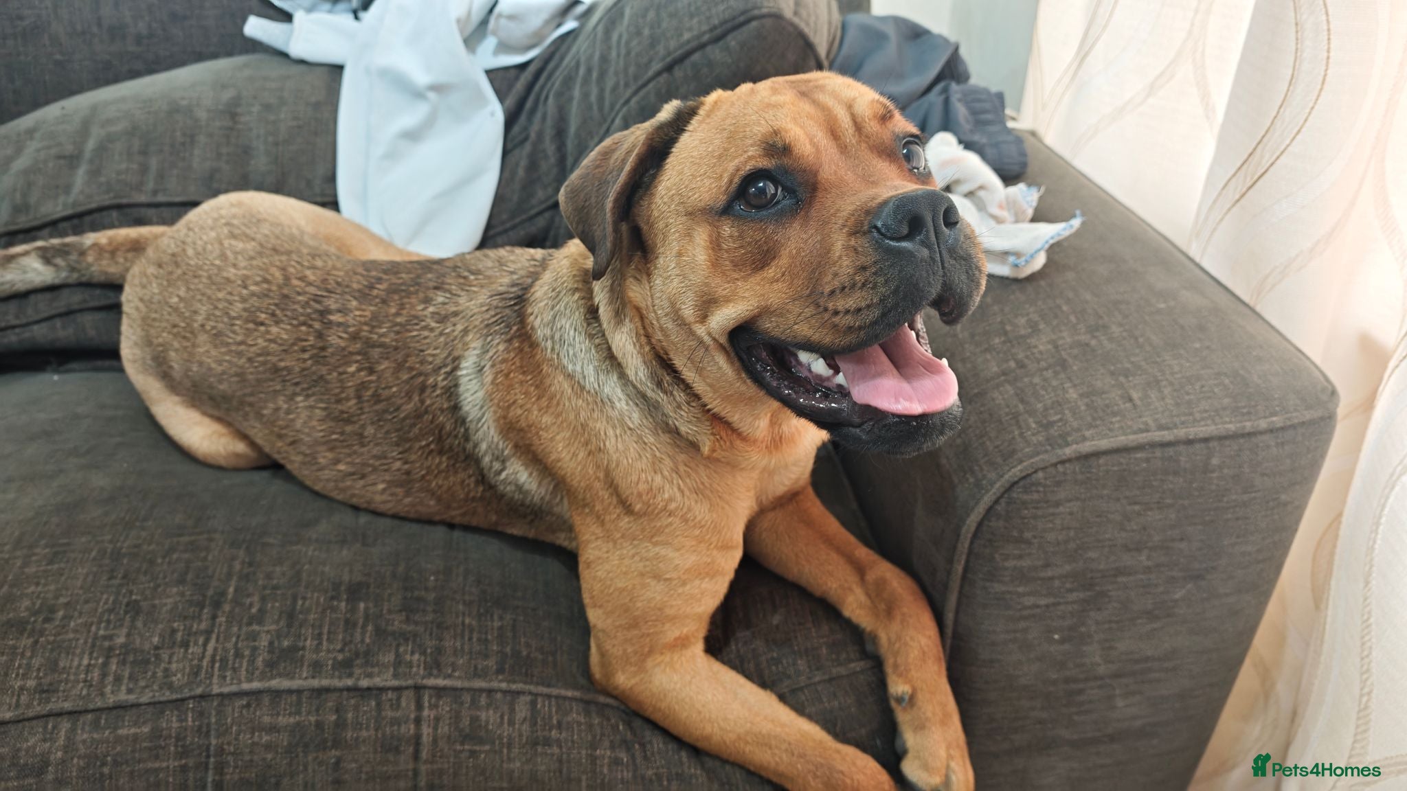 Bullmastiff dogs Bella 1 year old Bullmastiff - Advert 2
