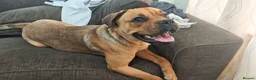 Bullmastiff dogs for sale: Bella 1 year old Bullmastiff in Glenrothes - Advert 1