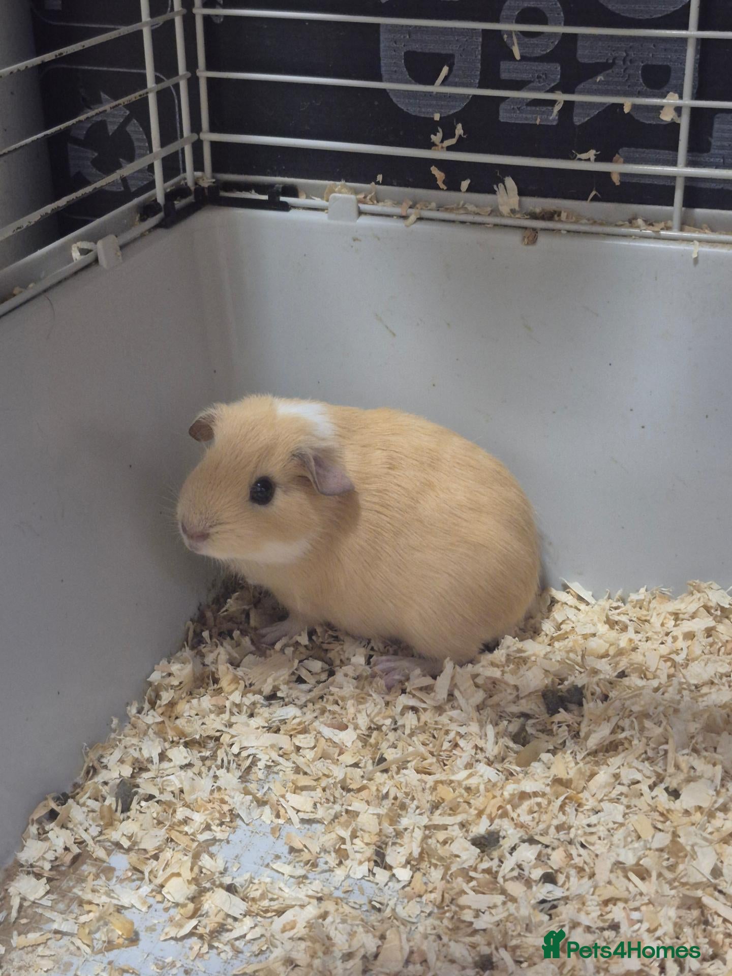 Guinea Pig rodents Only Boars ready now! - Advert 5