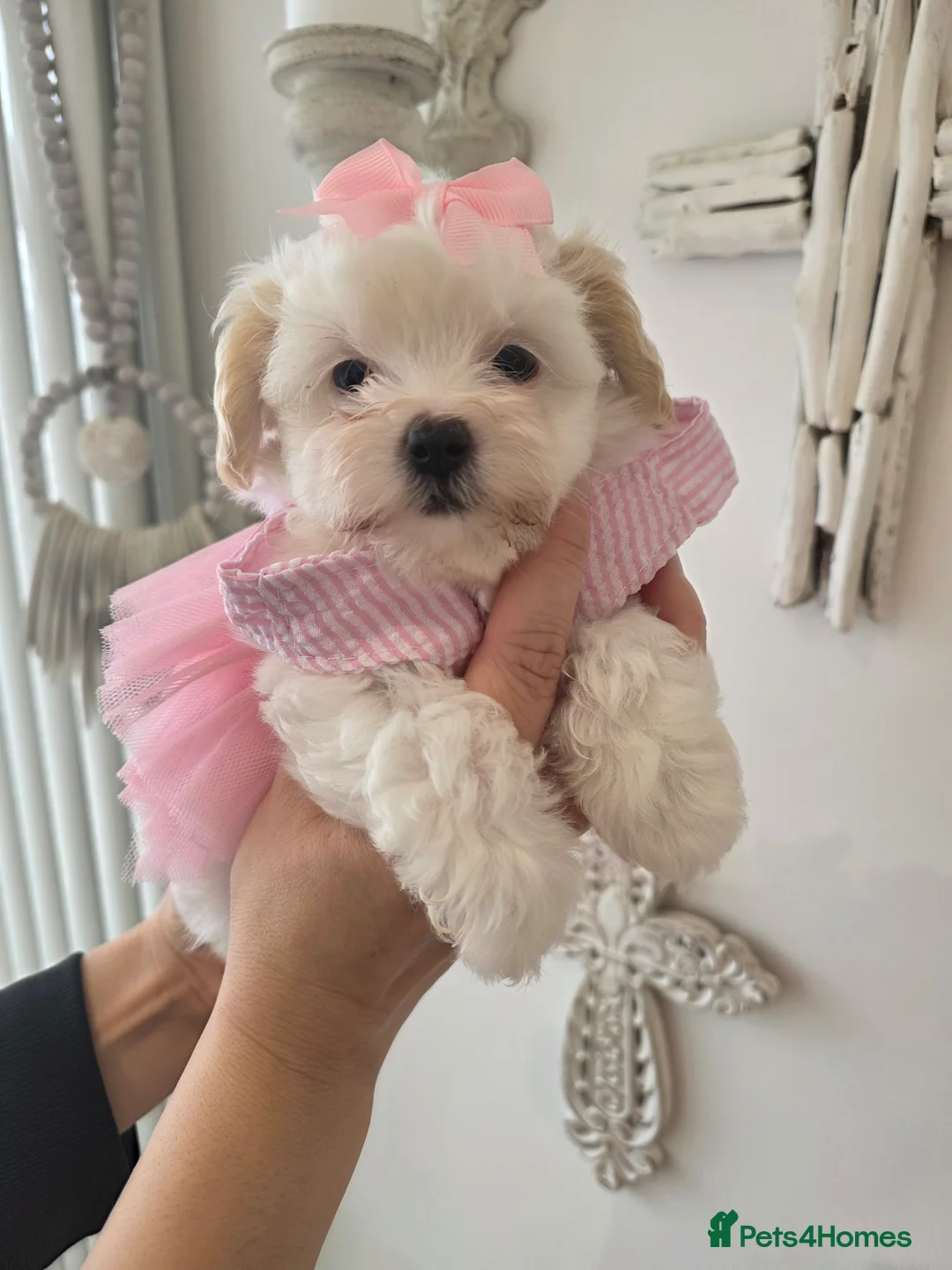 Maltipoo dogs for sale: Ready now tiny f1 korean maltipoo females  - Advert 1