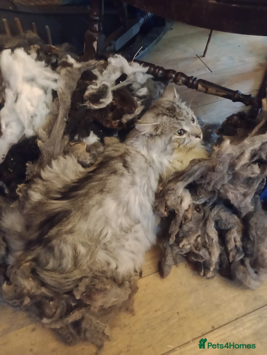 Maine Coon cats for sale: Maine coon Kitten - Image 8