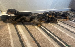 Dachshund dogs for sale: Stunning dachshund puppies for sale males  - Image 5