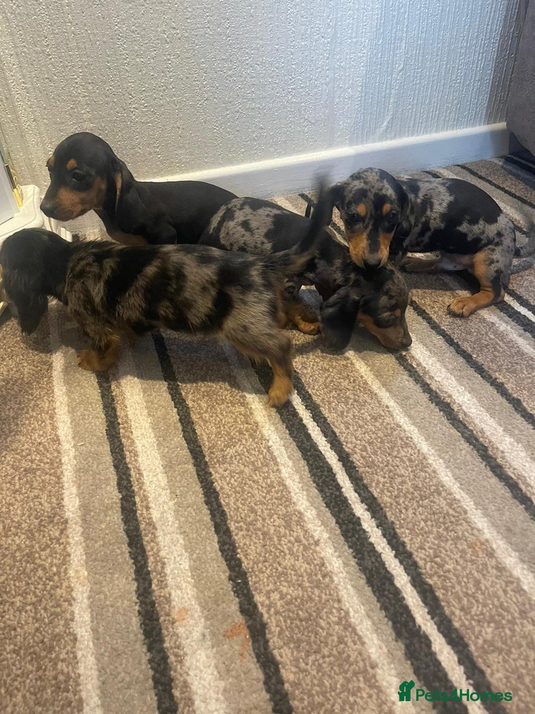 Dachshund dogs for sale: Stunning dachshund puppies for sale males  - Image 5