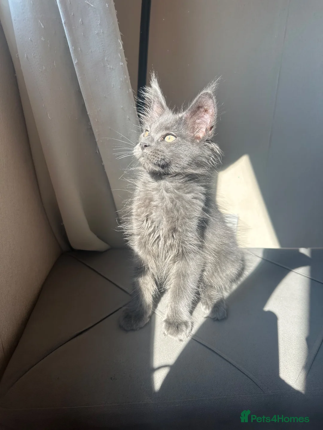 Maine Coon cats for sale: chunky tica Maine coons (active/pet)  - Advert 1
