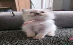 Ragdoll cats for sale: Fully Vaccinated Ragdolls ready 8th Nov - Image 16