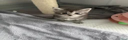 Maine Coon cats for sale: Silver Tabby mainecoon - Advert 5
