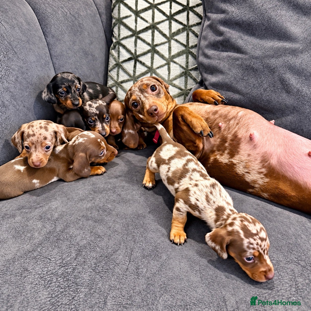 Miniature Dachshund dogs 🐾 KC Reg Mini Dachshund Pups Licensed Breeder 🐾  - Advert 2