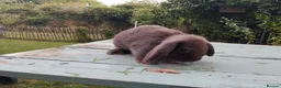 Mixed Breed rabbits for sale: Mixed breed £70 each - Advert 5
