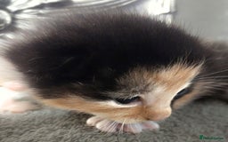 Mixed Breed cats for sale: Cute kittens for sale  - Image 1
