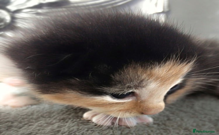 Mixed Breed cats - Advert 11