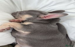 French Bulldog dogs for sale: 12 weeks. Finding a lovely home for our frenchie.  - Image 5