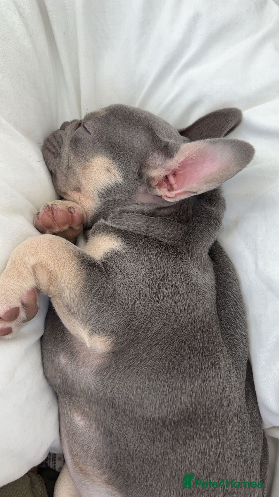 French Bulldog dogs for sale: 12 weeks. Finding a lovely home for our frenchie.  - Image 5
