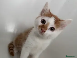 Mixed Breed cats Stunning chunky males - Advert 8