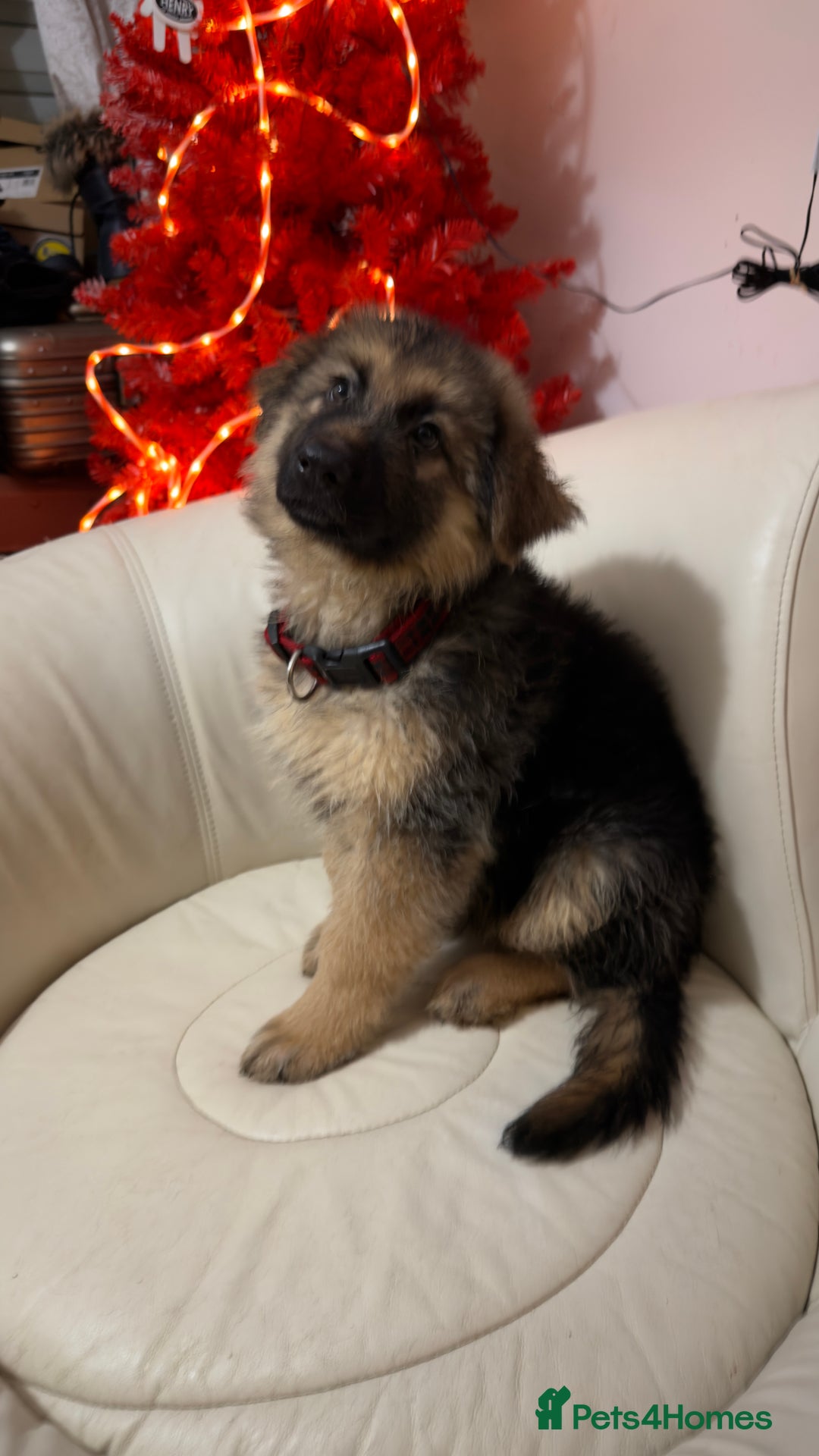 German Shepherd dogs for sale: German shepard pups black tan girl  reduced - Advert 5