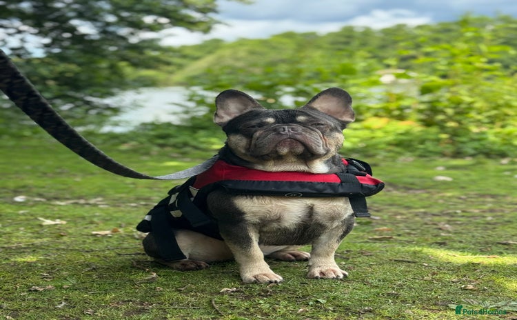 French Bulldog dogs - Advert 5