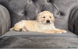 Golden Retriever dogs for sale: Beautiful golden retriever puppies for sale  - Image 11