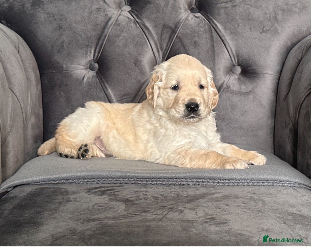 Golden Retriever dogs for sale: Beautiful golden retriever puppies for sale  - Image 11