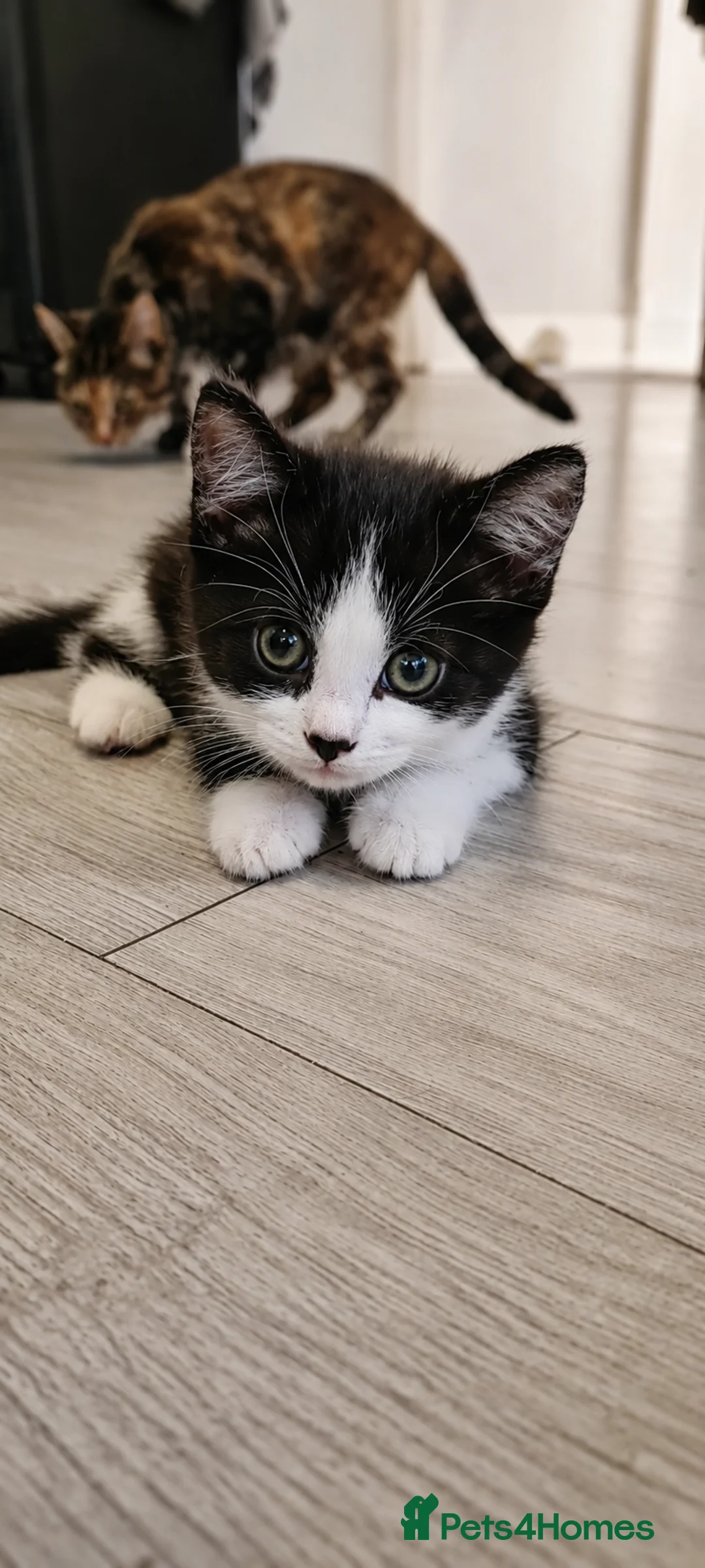 Mixed Breed cats for sale: Sweet kitten female  - Advert 2