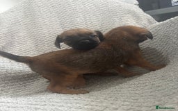 Border Terrier dogs for sale: 2 Lovely border pups - Image 4