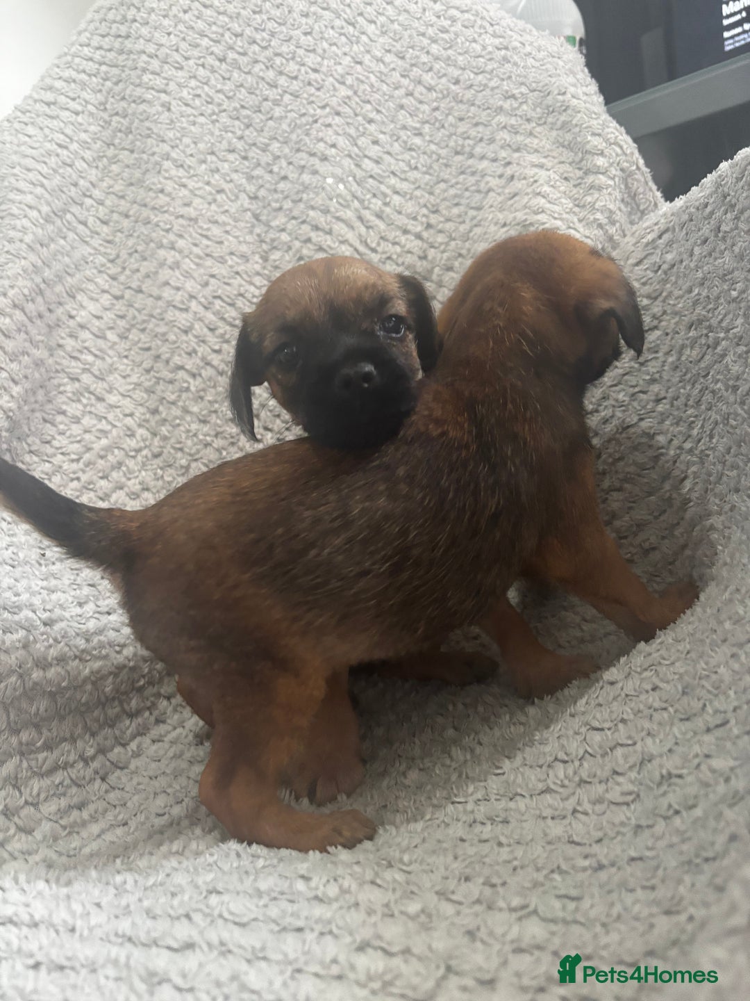 Border Terrier dogs for sale: 2 Lovely border pups - Image 4