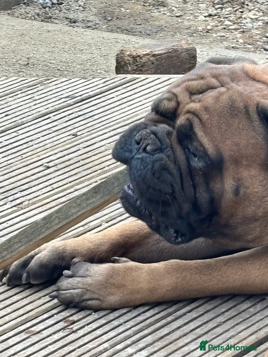 Bullmastiff dogs for sale: Stunning bullmastiff puppies  - Advert 6