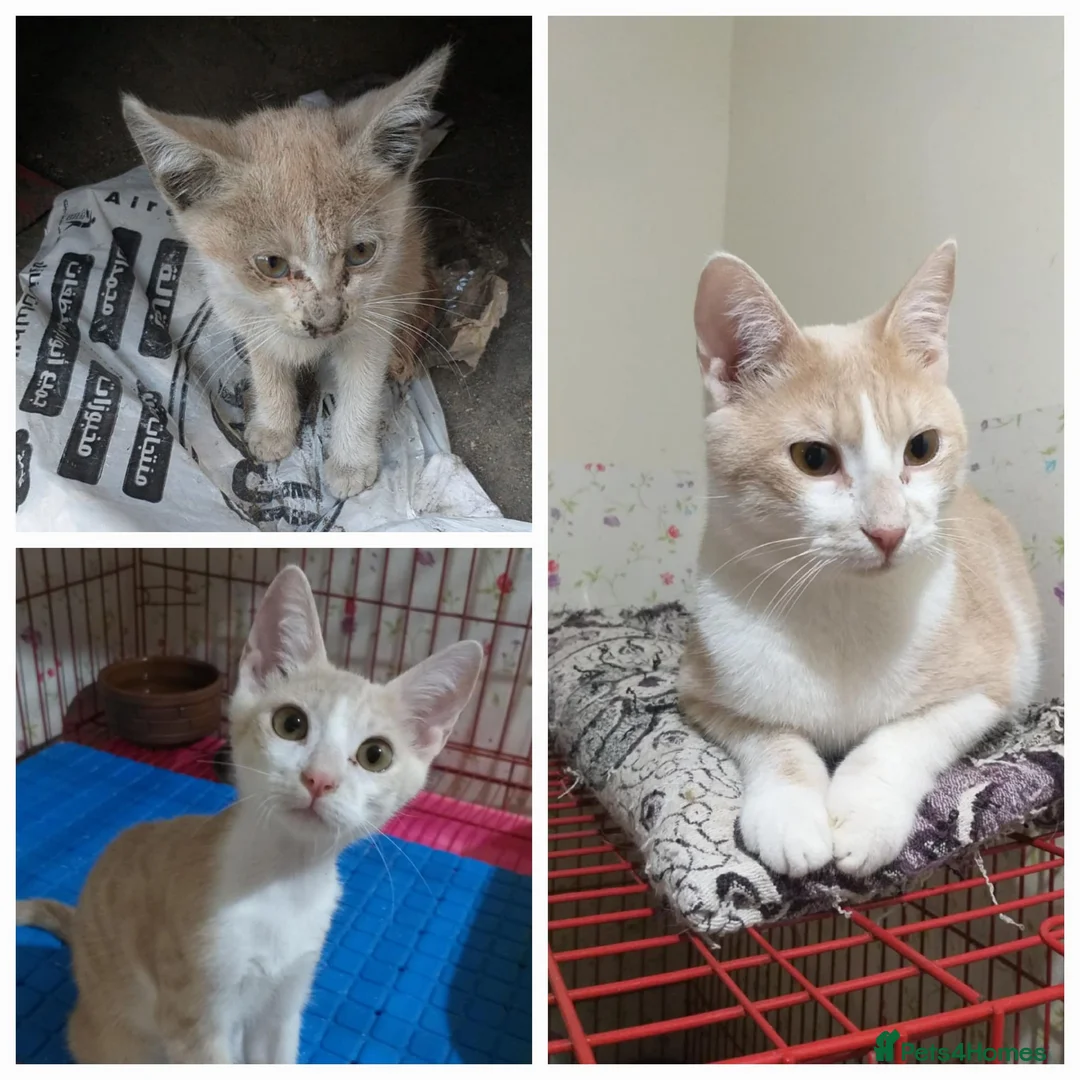 Mixed Breed cats for adoption: Sweet Shaheer will bring you lots of joy <3 - Advert 2