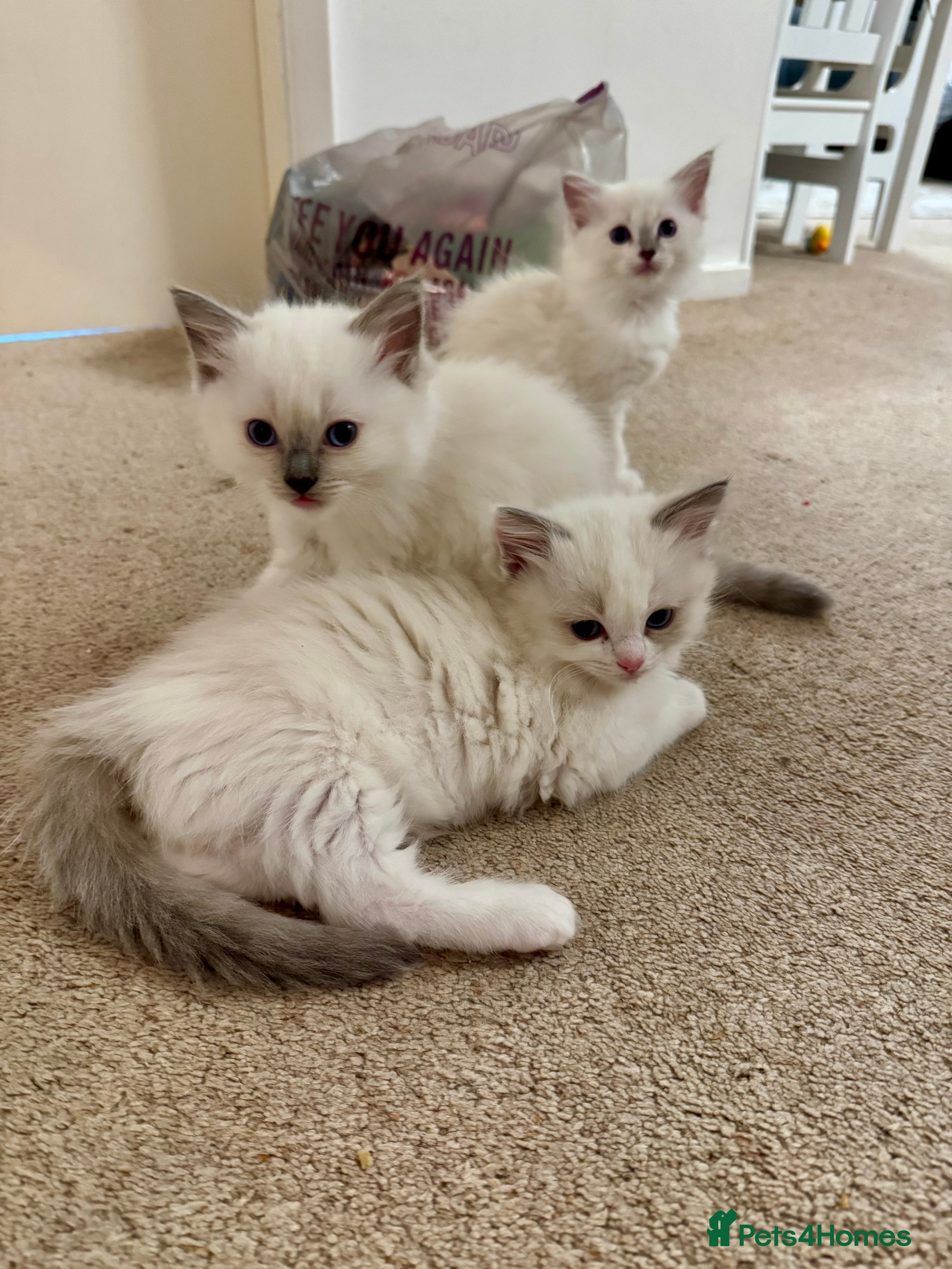 Ragdoll cats Beautiful Registered Ragdoll Kittens Available  - Advert 6