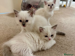 Ragdoll cats Beautiful Registered Ragdoll Kittens Available - Advert 9